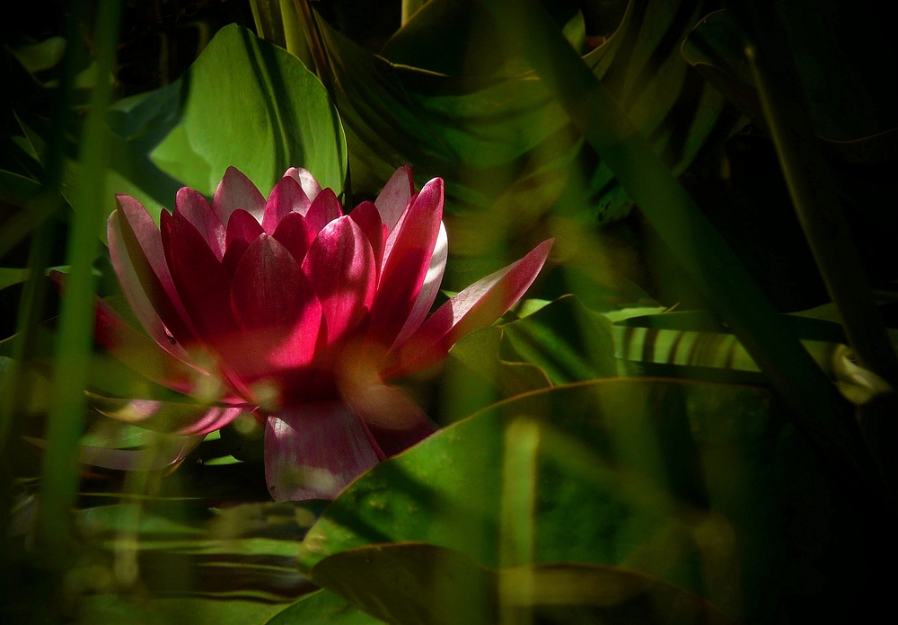 Red Water Lily