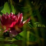 Red Water Lily