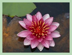 Red Waterlily
