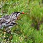 Red wattlebird