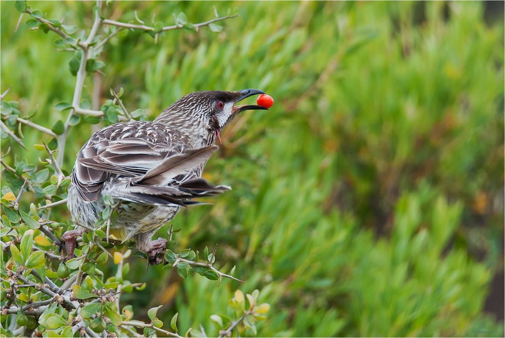 Red wattlebird