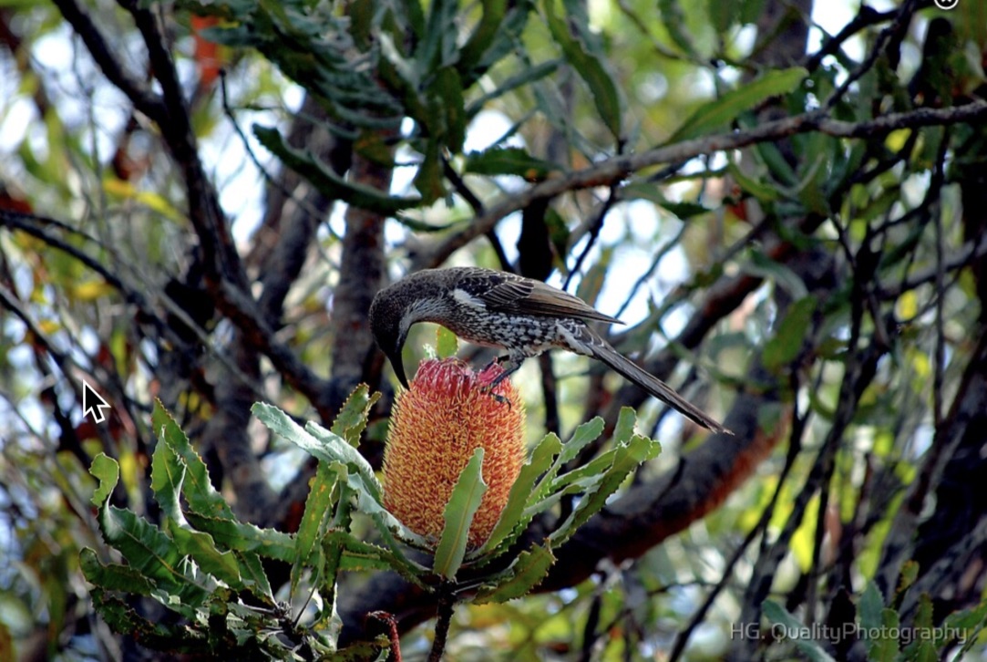 Red Wattlebird