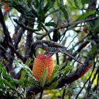 Red Wattlebird