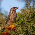 Red Wattlebird