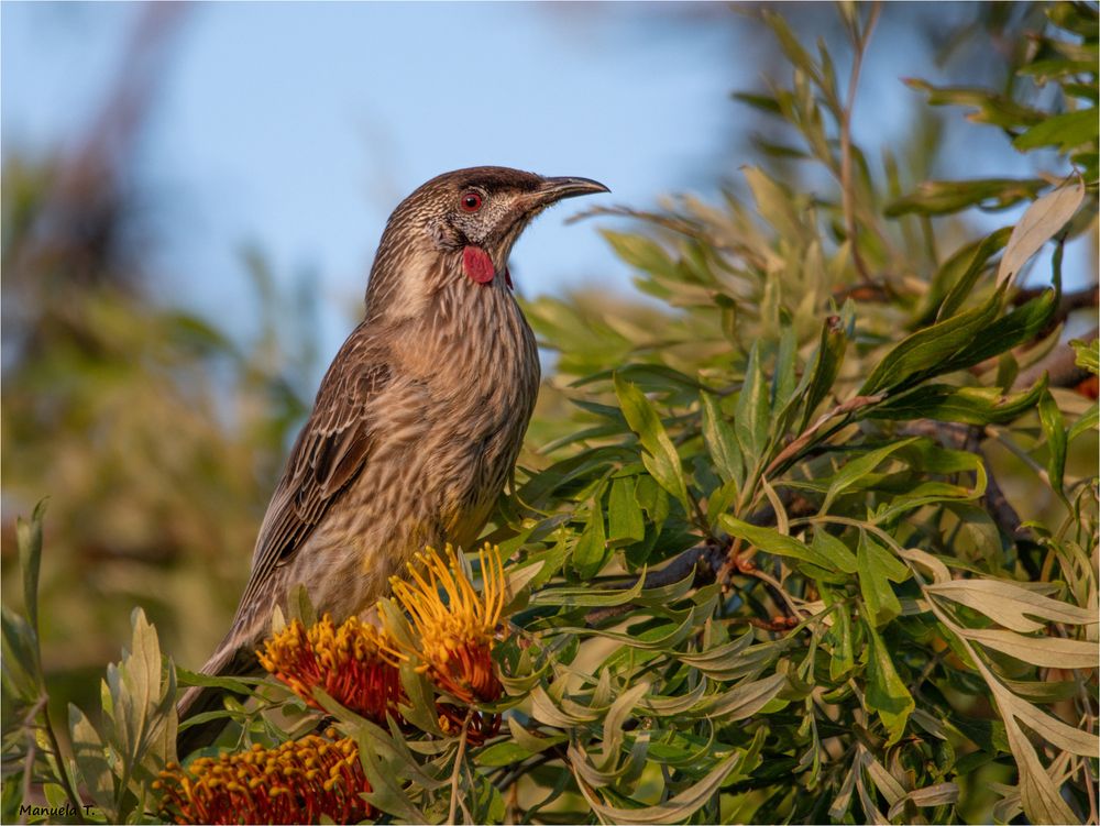 Red Wattlebird