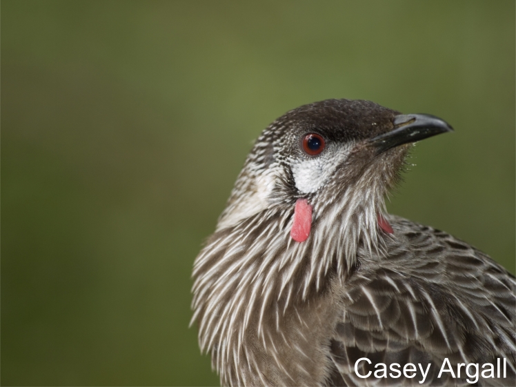 Red wattlebird portrait