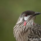 Red wattlebird portrait