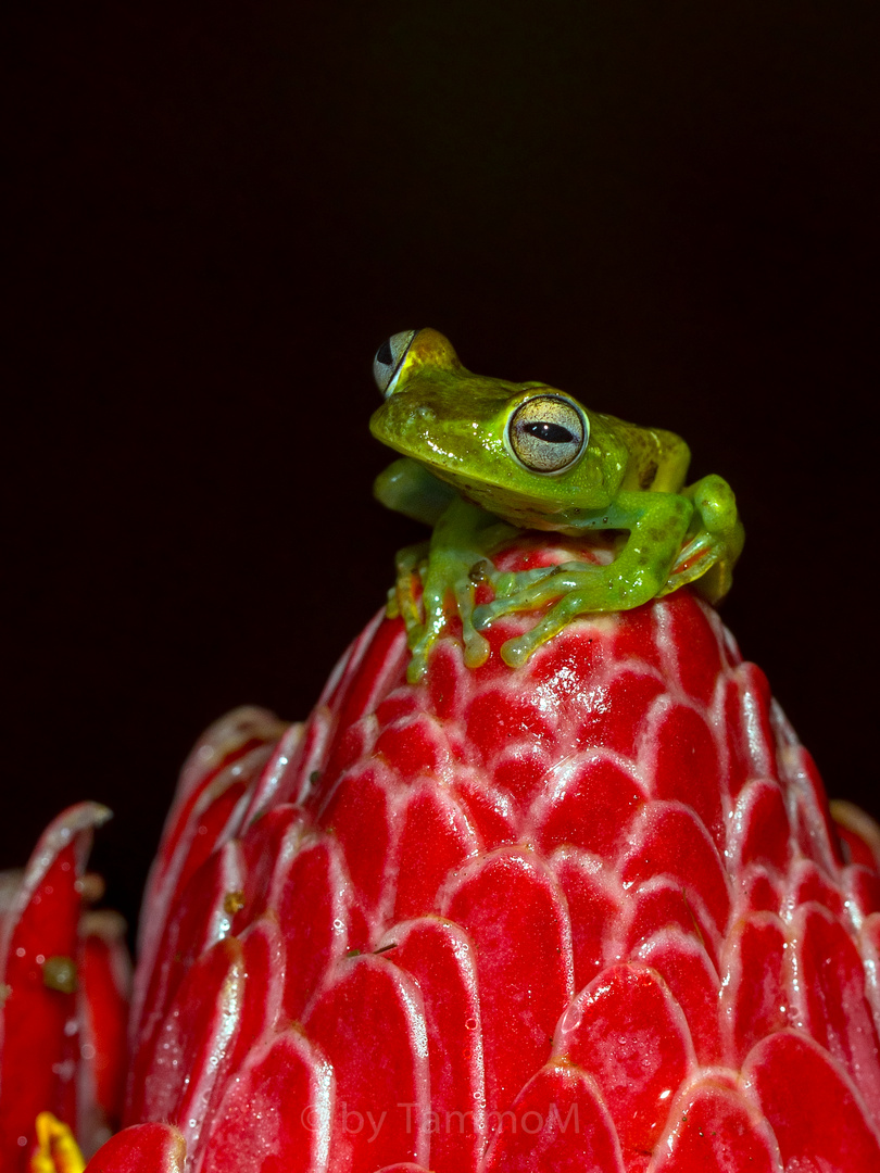 red webbed tree frog