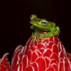 red webbed tree frog