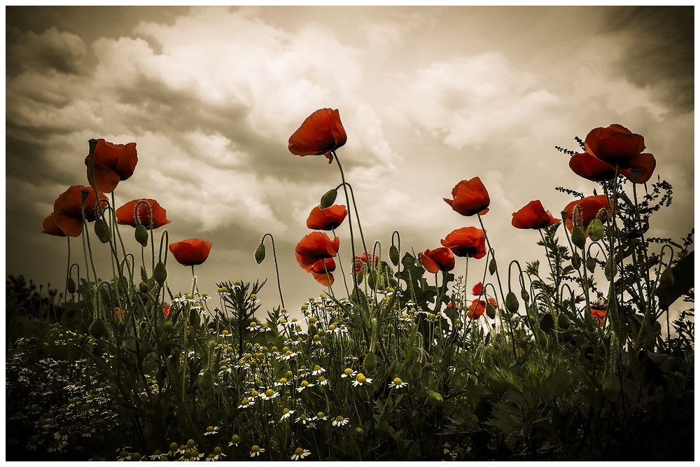 ...red weed...