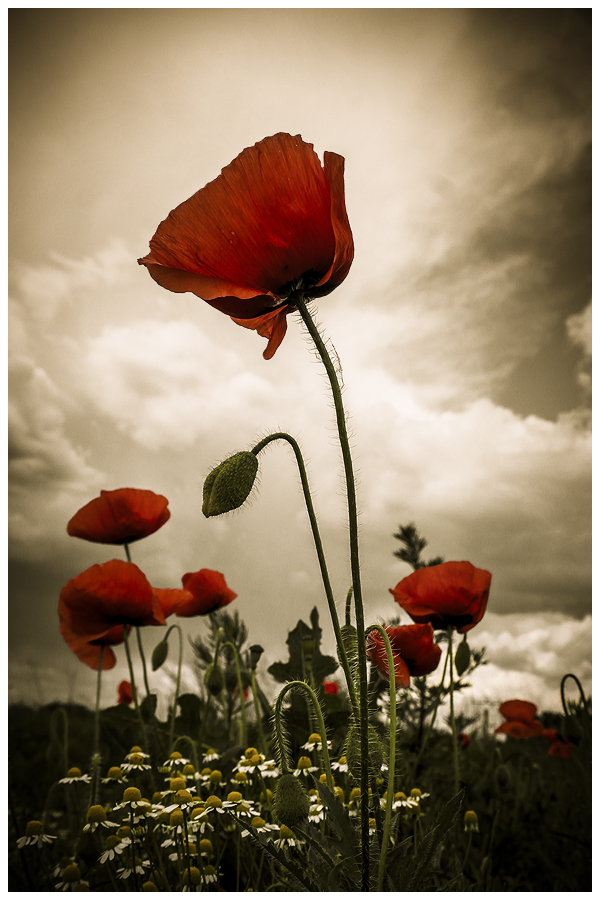 ...red weed II ...