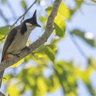 Red - whiskered Bulbul