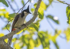 Red - whiskered Bulbul