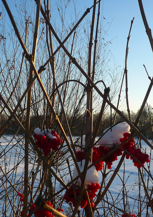 Red-White Berries