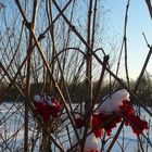 Red-White Berries