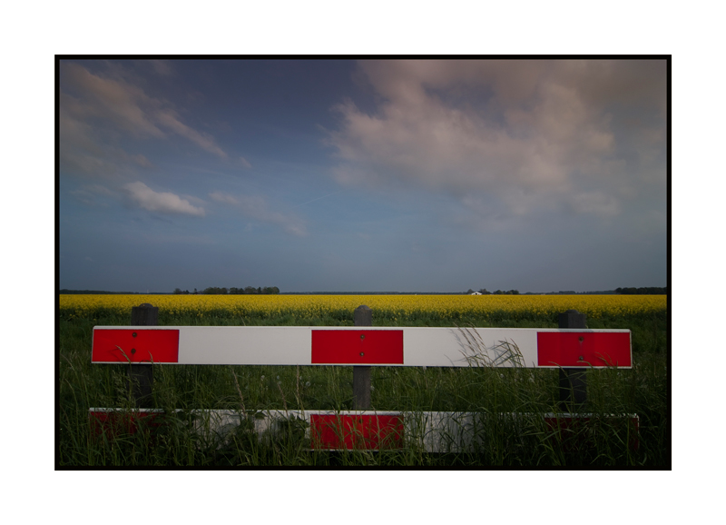 Red-white fence in a Rapeseed field