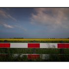 Red-white fence in a Rapeseed field