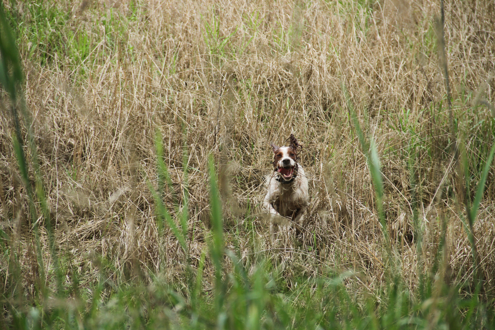 Red White Irish Setter - Auf Jagd