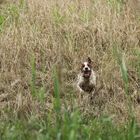 Red White Irish Setter - Auf Jagd