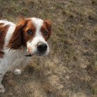 Red White Irish Setter