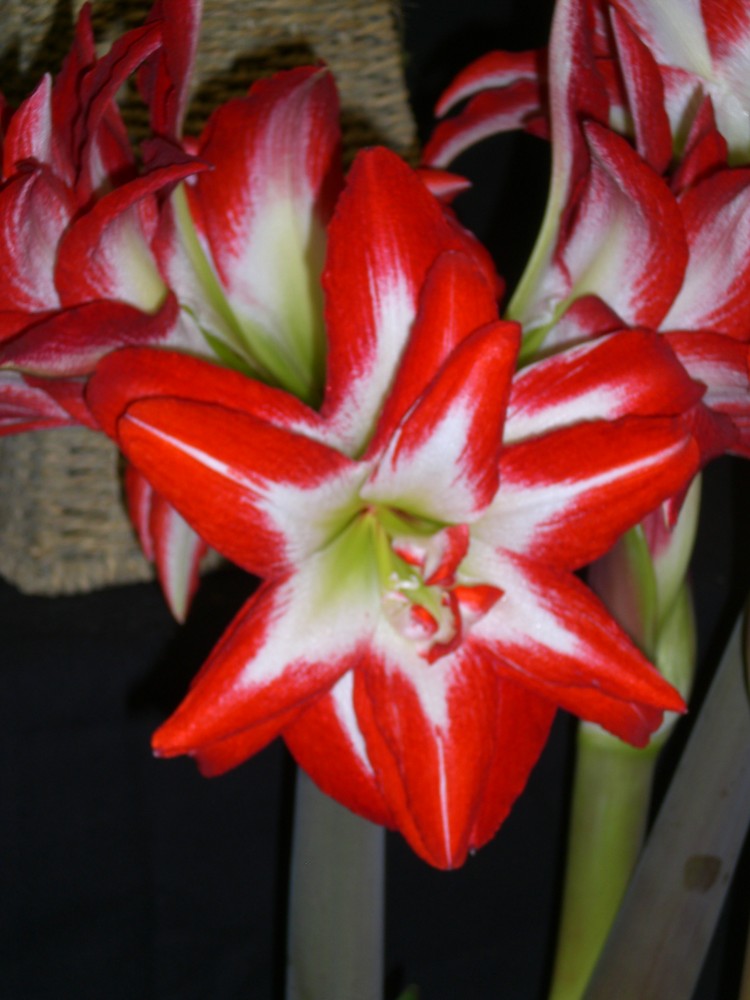 Red & White Lily