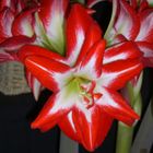 Red & White Lily