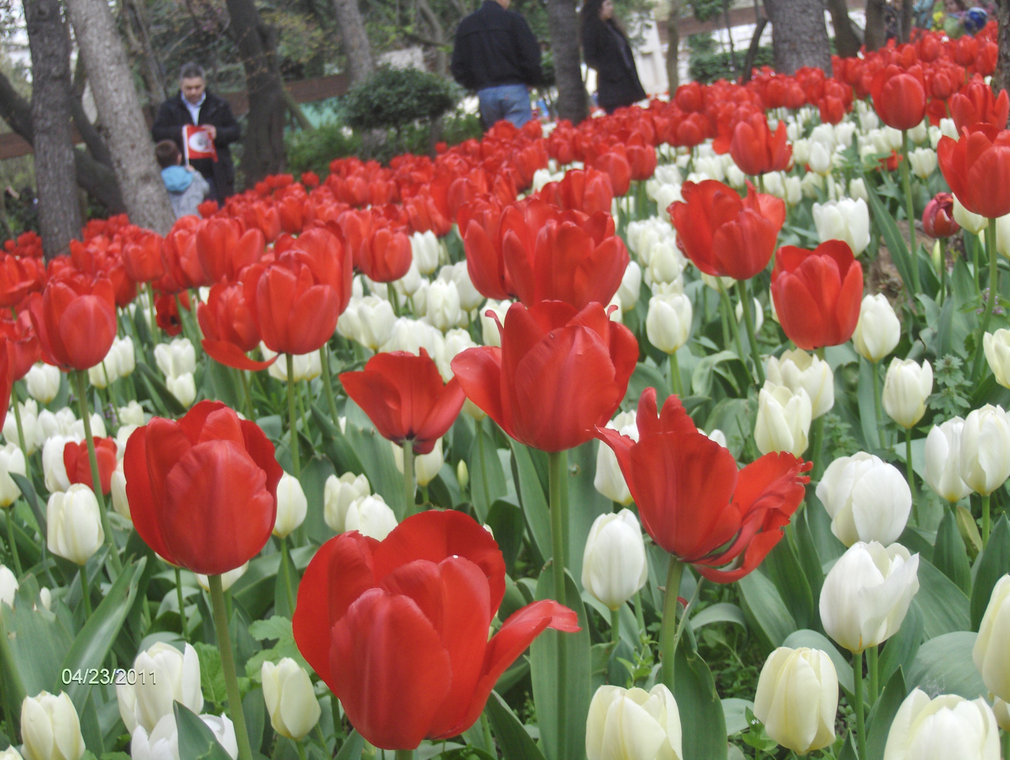 Red & White Tulips