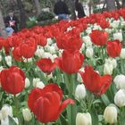 Red & White Tulips