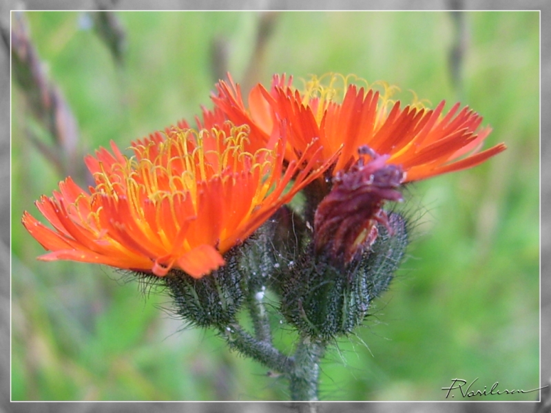 Red wildflower