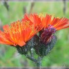 Red wildflower