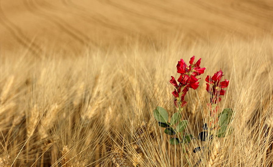 Red Wind and Gold