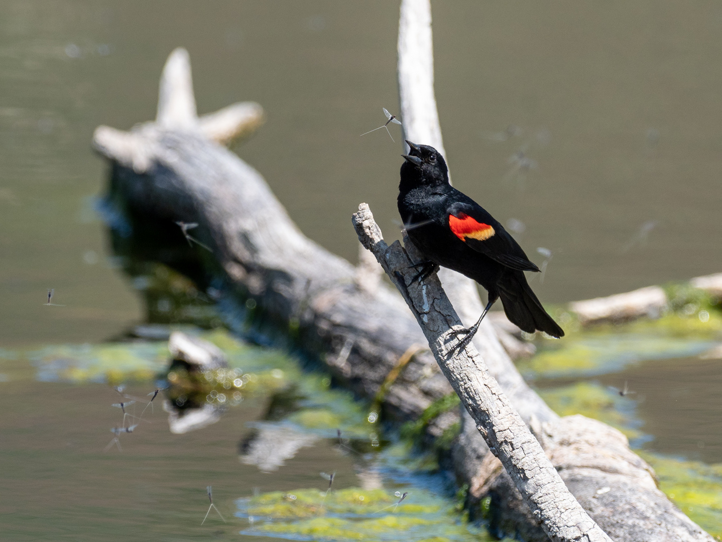 Red Wing Blackbird