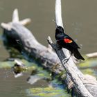 Red Wing Blackbird