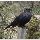 Red Wing Starling 1