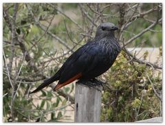 Red Wing Starling 1