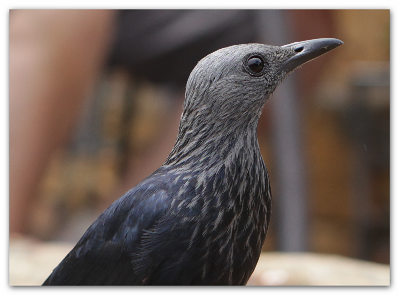 Red Wing Starling 1