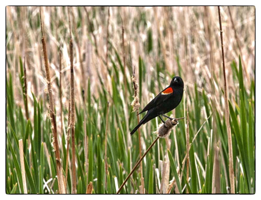 Red-winged Blackbird