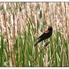 Red-winged Blackbird