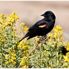 Red Winged Blackbird