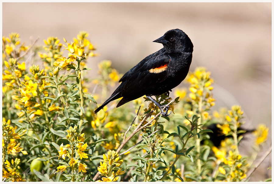 Red Winged Blackbird