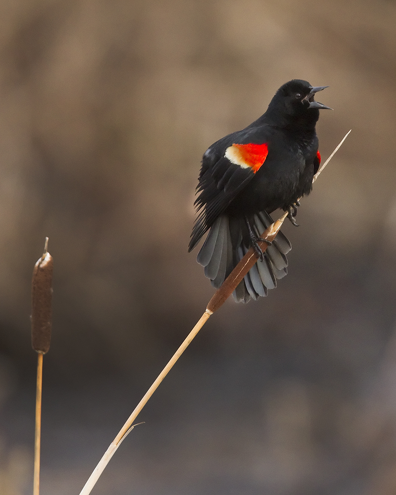 Red Winged Blackbird