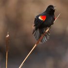 Red Winged Blackbird