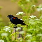 Red Winged Blackbird  DSC_5253-2