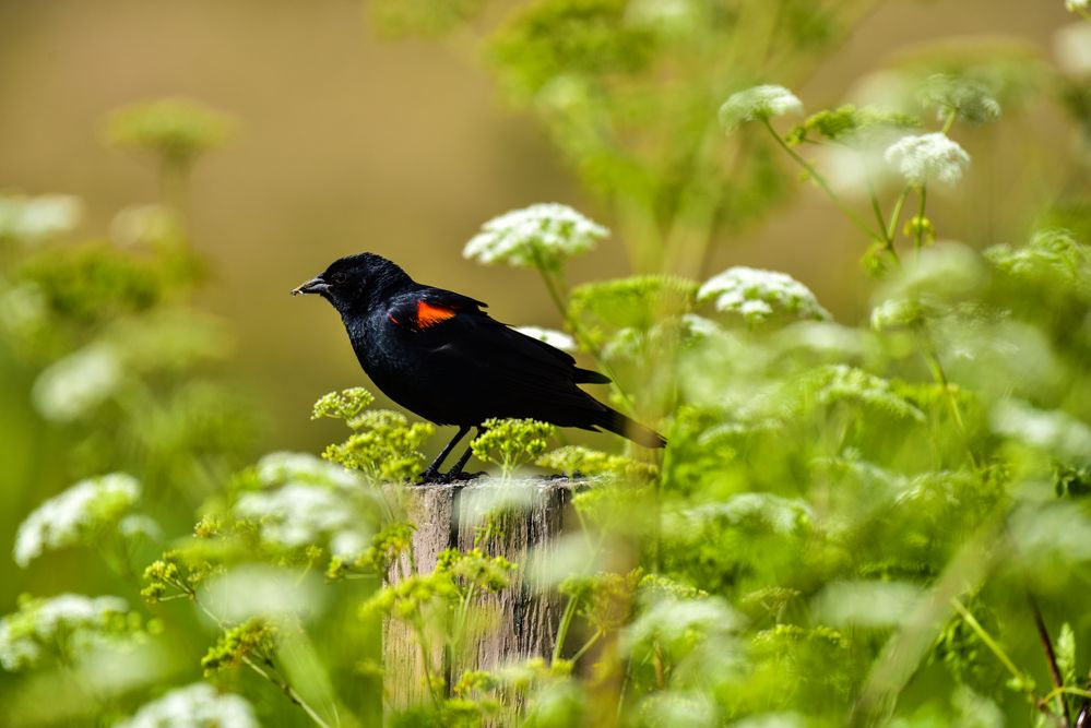 Red Winged Blackbird  DSC_5253-2