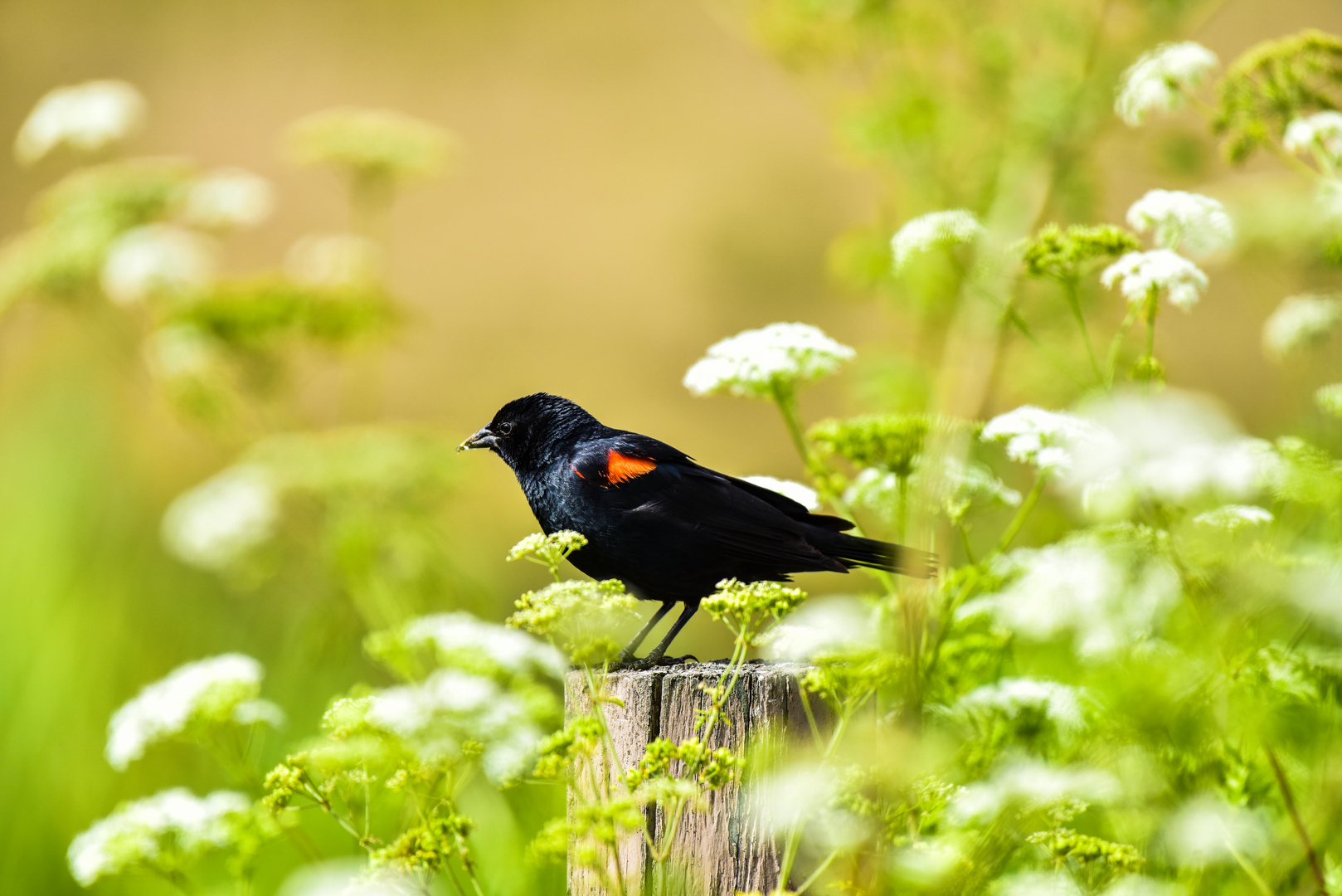 Red Winged Blackbird                   DSC_5254-2