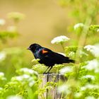 Red Winged Blackbird                   DSC_5254-2