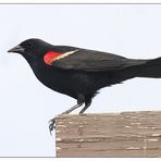 Red winged blackbird ...