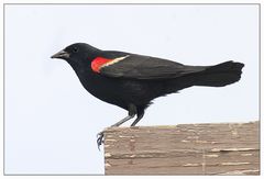 Red winged blackbird ...