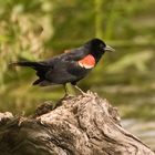 Red-winged Blackbird (Euphagus carolinus)