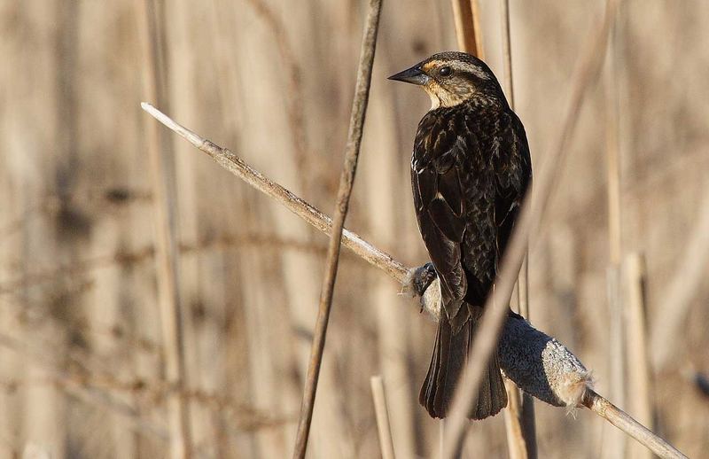 Red winged Blackbird female